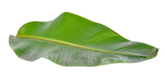 Banana leaf/stk