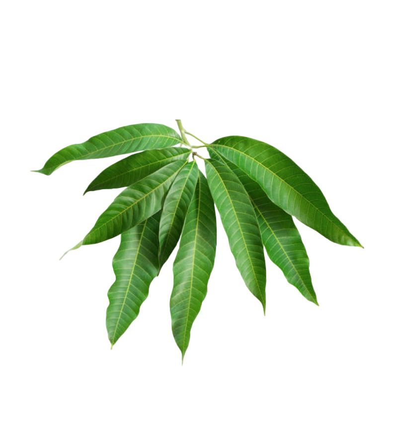 Mango leaf bunch