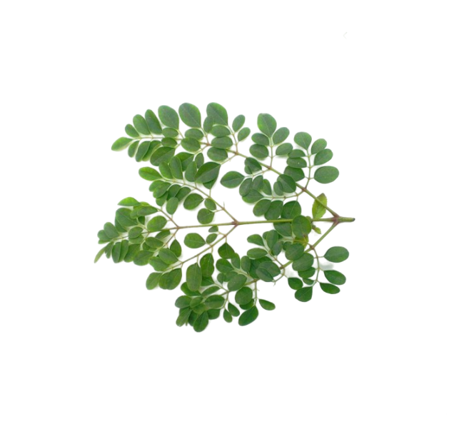 Moringa Leavs 1/stuk